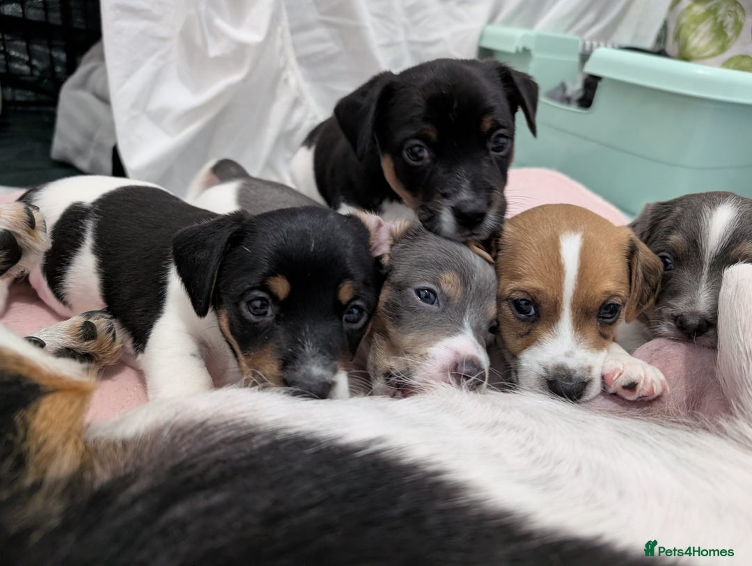 Jack Russell dogs for sale: 🐶 Jack Russell Puppies  – 4 Females & 1 Male 🐶 - Image 14