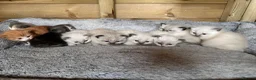 Ragdoll cats for sale: Gorgeous Ragdoll & British shorthair kittens  - Advert 4