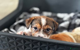 Mixed Breed dogs for sale: Jack Tzu puppies - Image 2