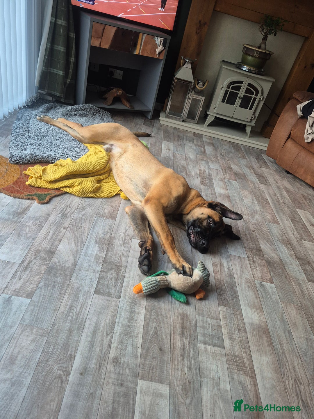 Mixed Breed dogs for sale: Belgian mali x Cane Corso - Image 6