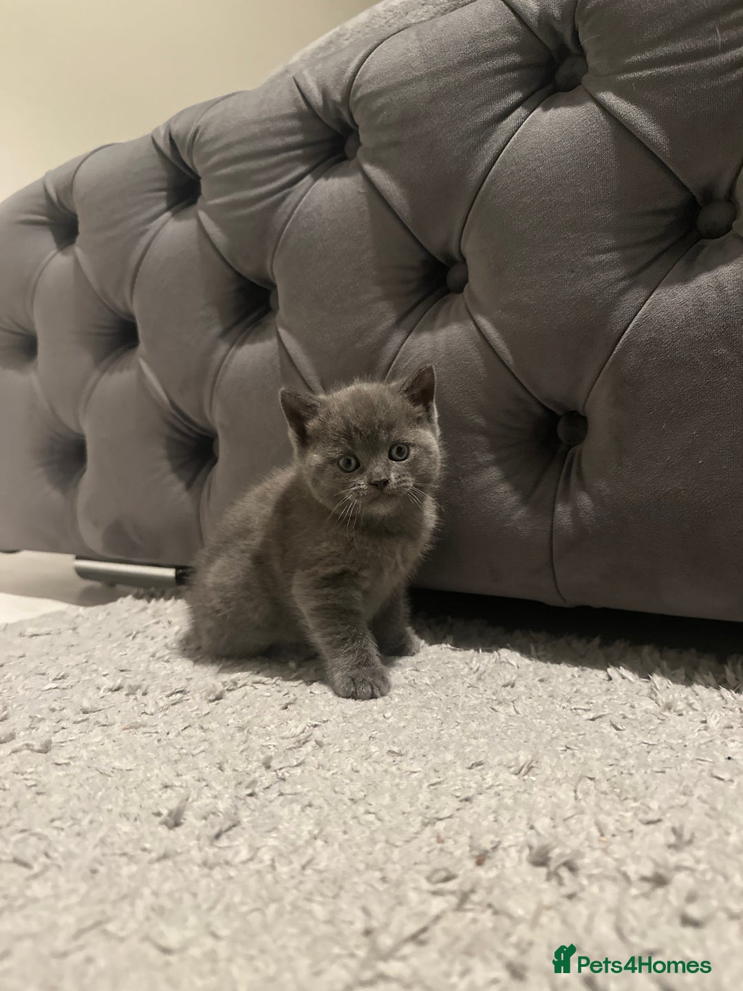 Scottish Fold cats for sale: Two adorable Scottish fold and straight kittens - Advert 6