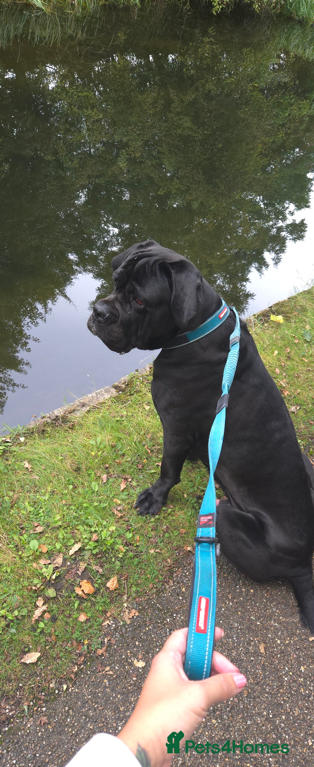 Cane Corso dogs for sale: Cane corso  in Derby - Advert 1