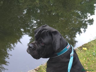 Cane Corso dogs Cane corso in Derby - Advert 4