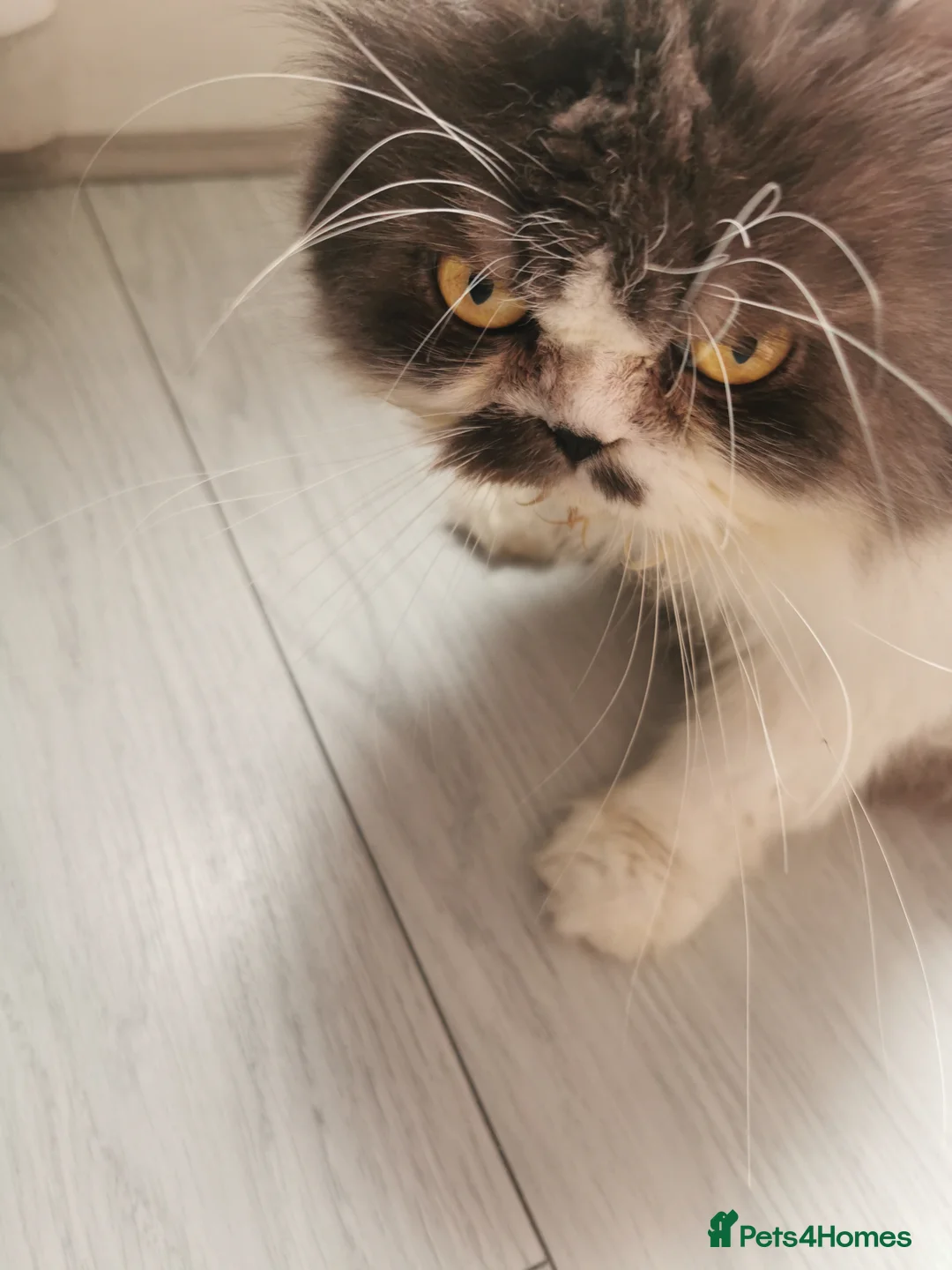 Persian cats for sale: Lovely persian cat for sale  - Advert 2