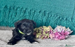 Miniature Schnauzer dogs for sale: Cutest KC Miniature Schnauzers - 3 boys/2 girls - Image 7