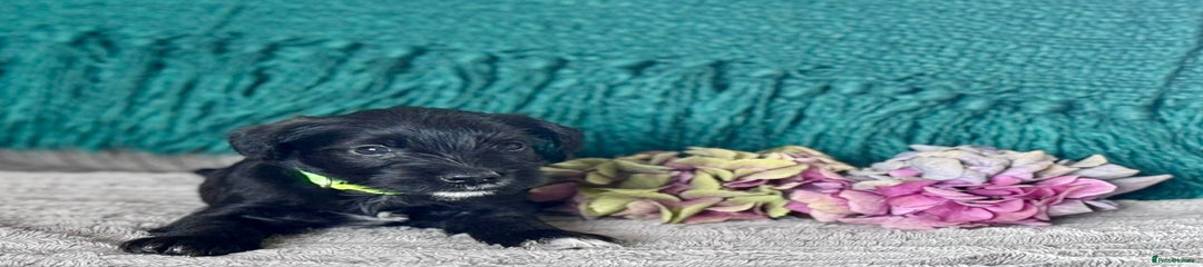 Miniature Schnauzer Puppy 2