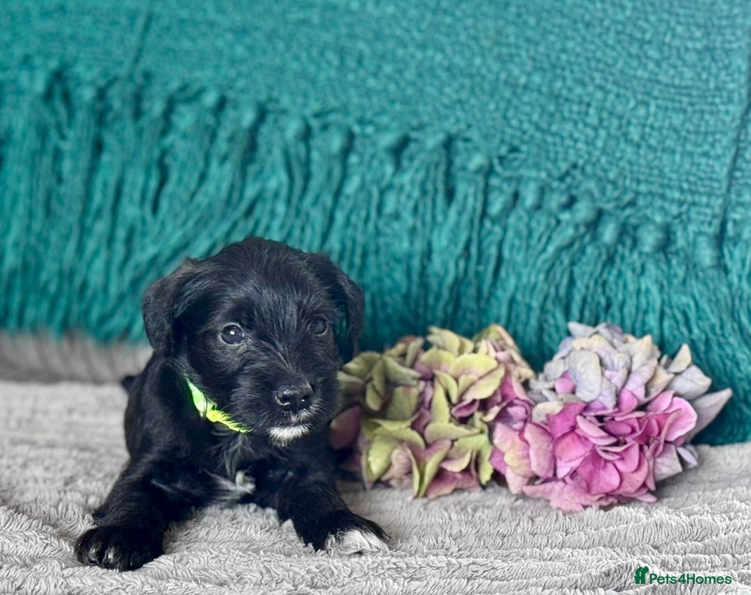 Miniature Schnauzer dogs for sale: Cutest KC Miniature Schnauzers - 3 boys/2 girls - Image 7