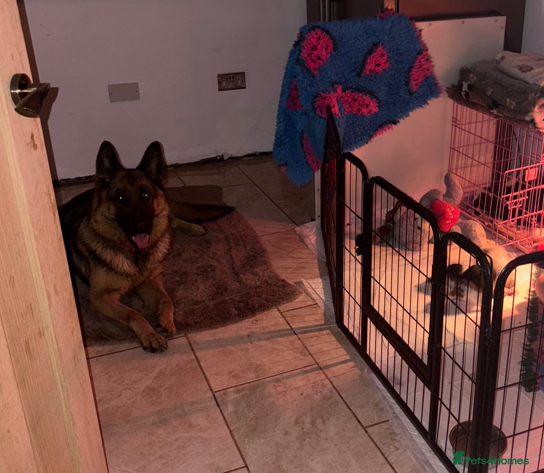 German Shepherd dogs for sale: Family reared GSD pups.  - Image 5
