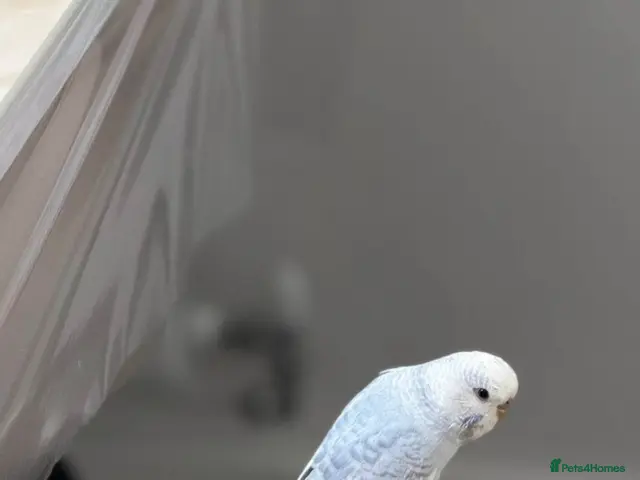 Budgerigars birds Single male budgie - Advert 1