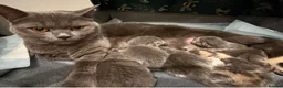 British Shorthair cats for sale: British shorthair kittens for sale  - Advert 2