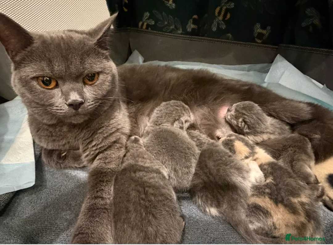 British Shorthair cats for sale: British shorthair kittens for sale  - Advert 2