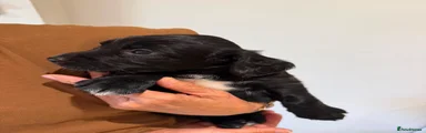 Sprocker 6