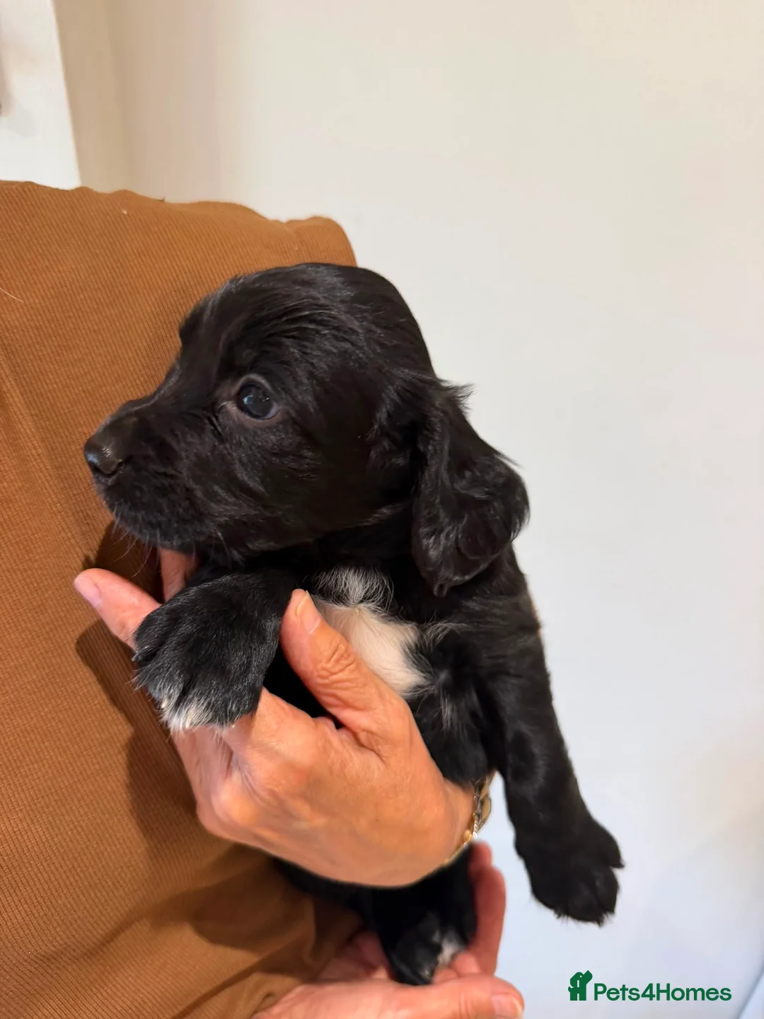 Sprocker dogs for sale: Sprocker spaniel  - Advert 2