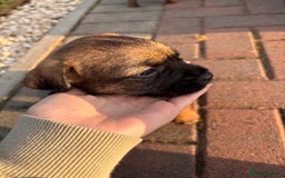 Border Terrier dogs for sale: Border Terrier puppy x1 boy - Image 2