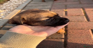 Border Terrier dogs - Advert 3