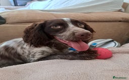 Cocker Spaniel dogs for sale: Male cocker spaniel for rehoming - Image 7