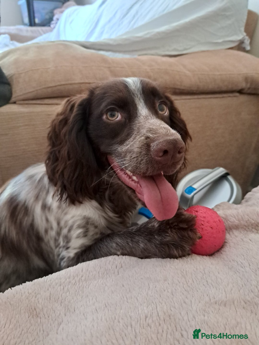 Cocker Spaniel dogs for sale: Male cocker spaniel for rehoming - Image 7