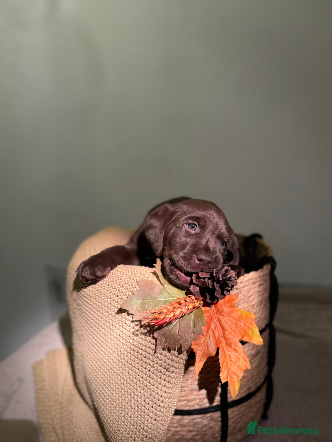 Labrador Retriever dogs for sale: 🐾 Beaytiful KC Labrador puppies!🐾 - Advert 10