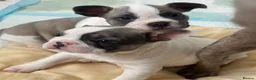 French Bulldog dogs for sale: Merle Piebald French Bulldogs  - Advert 7