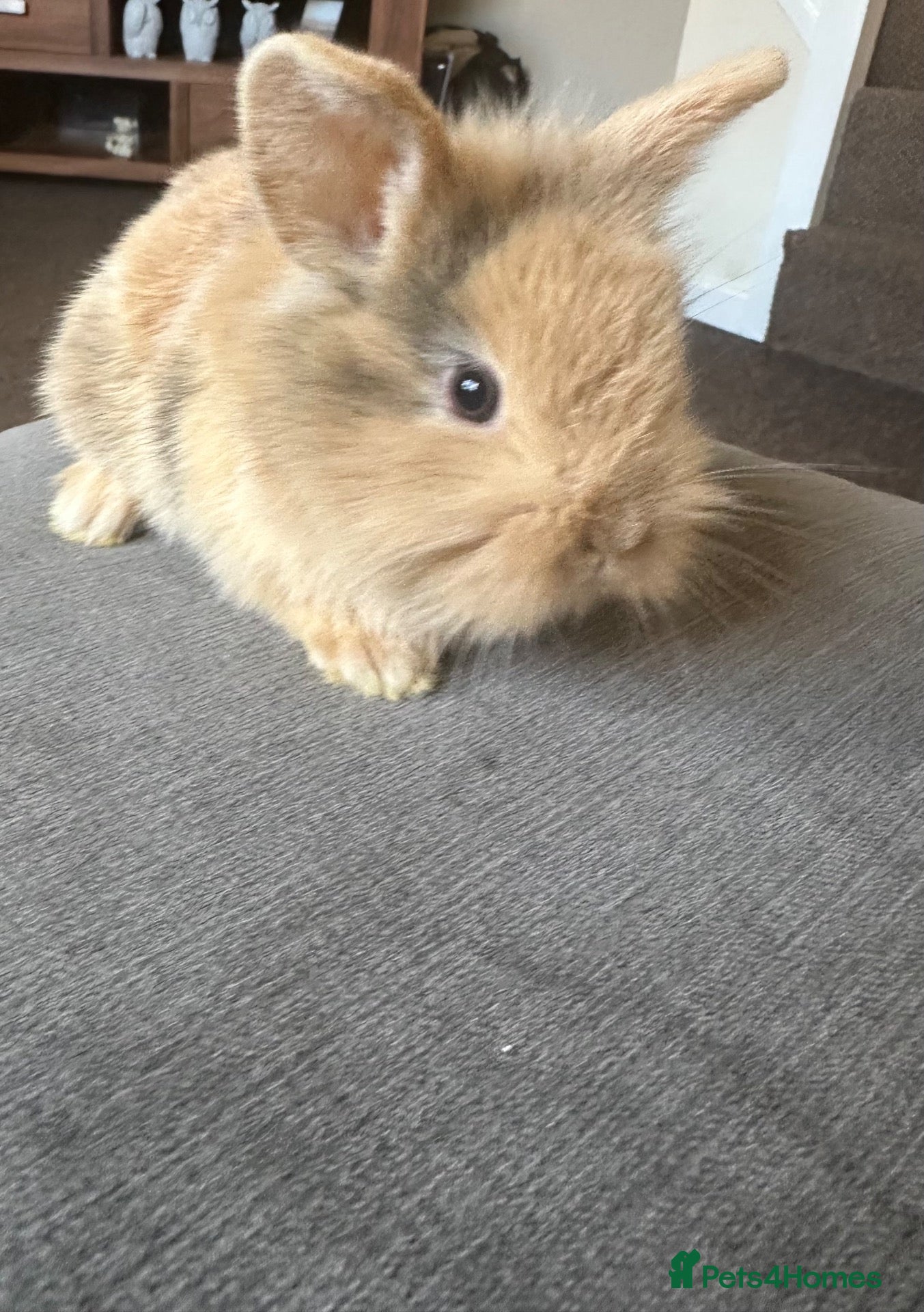 Dwarf Lop rabbits Dwarf bunnies - Advert 5