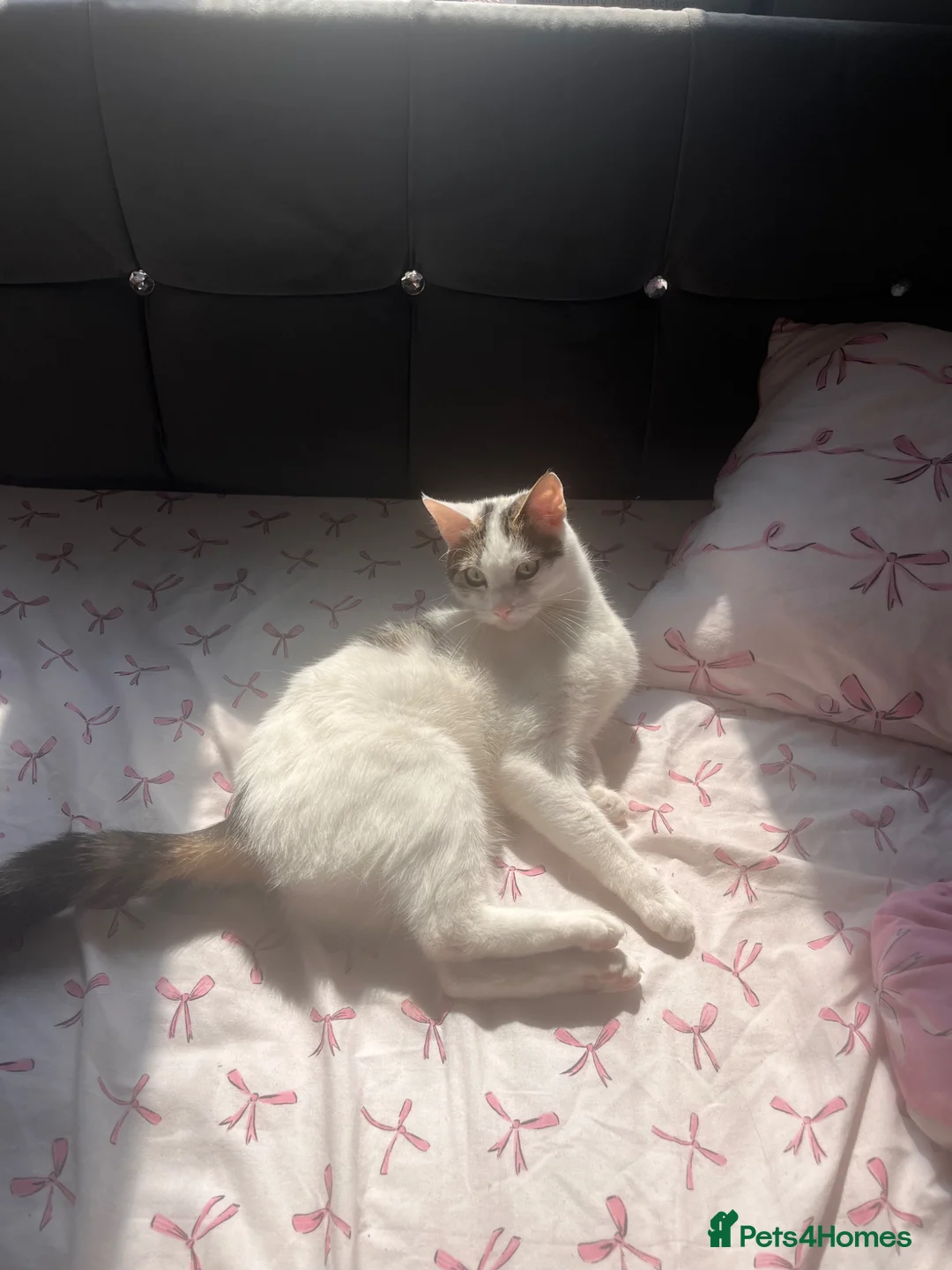 Mixed Breed cats for sale: 2 year old female cat looking for a forever home. in Birmingham - Advert 2