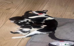 Domestic Shorthair cats for sale: Beautiful kittens  - Image 12