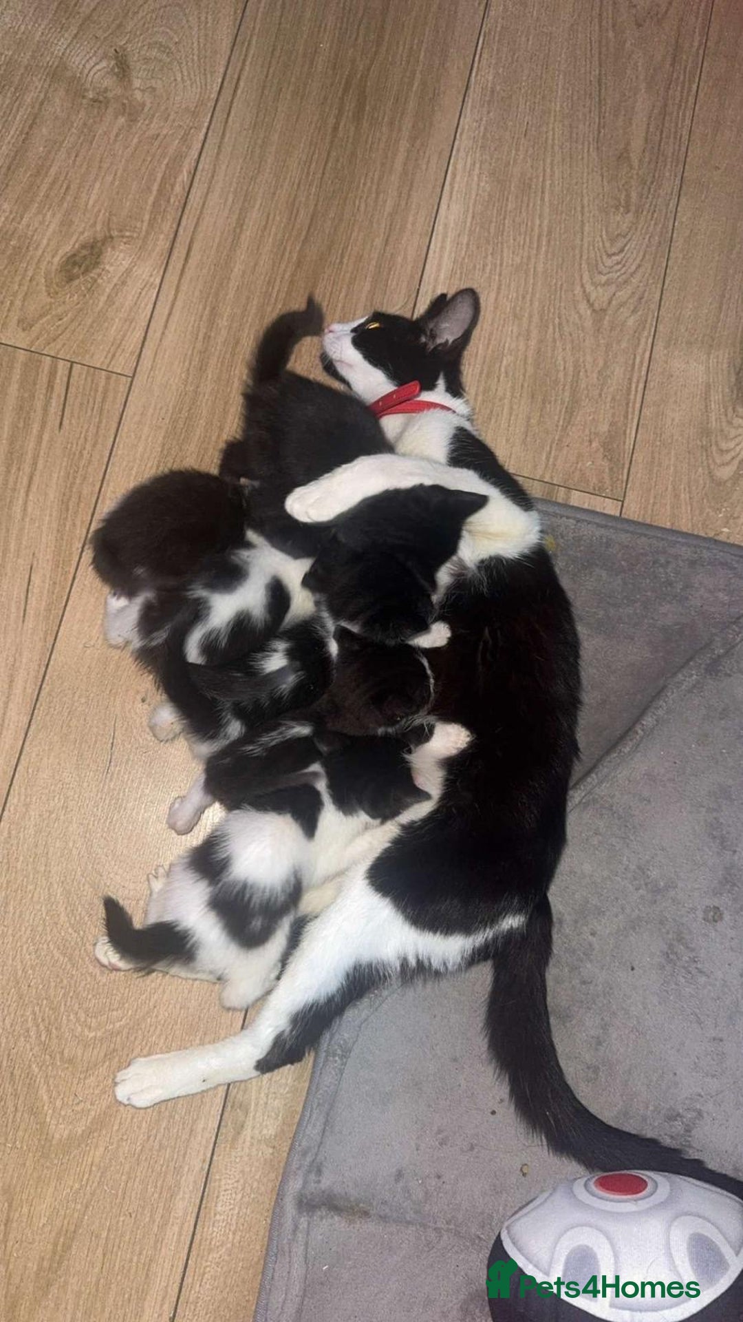 Domestic Shorthair cats for sale: Beautiful kittens  - Image 12