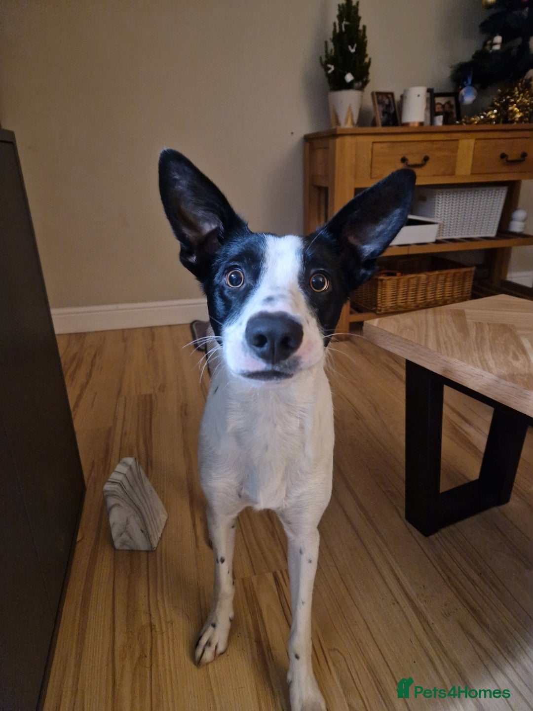 Border Collie dogs for sale: Luna aka Looney! - Advert 2