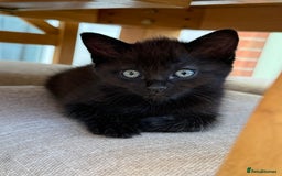 Ragdoll cats for sale: Ragdoll (cross) Kitten For Sale in Grantham - Image 1