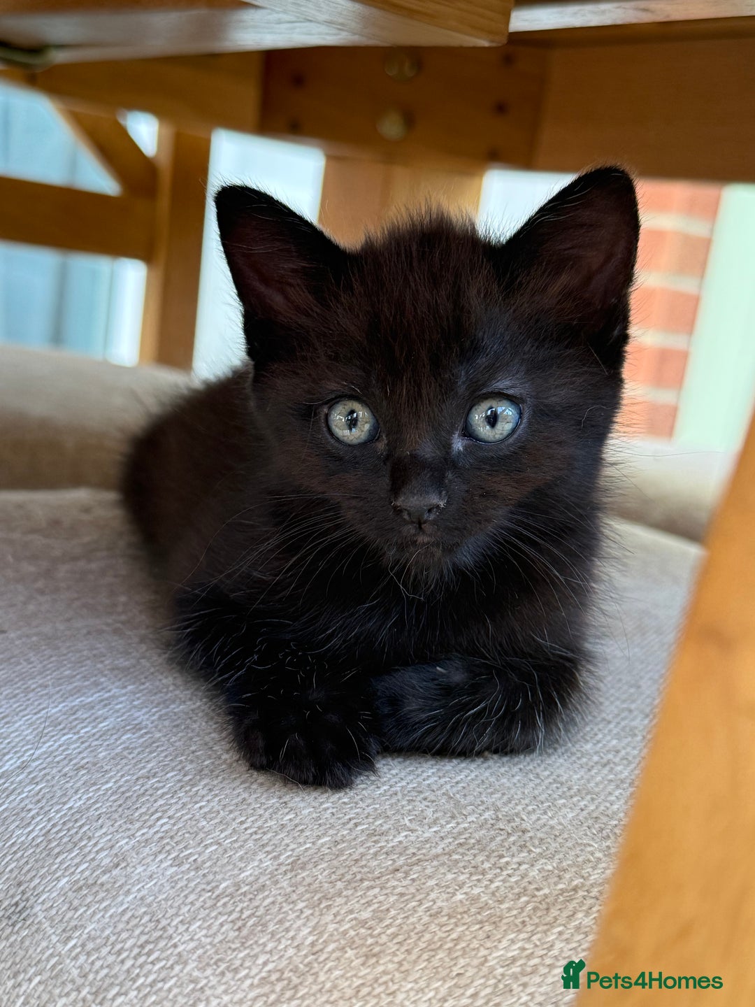 Ragdoll cats for sale: Ragdoll (cross) Kitten For Sale in Grantham - Image 1