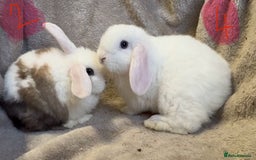 Mini Lop rabbits for sale: 8 beautiful friendly baby mini lops  - Image 17
