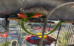Lovebirds birds for sale: Love birds x2 plus’s cage and accessories - Image 5