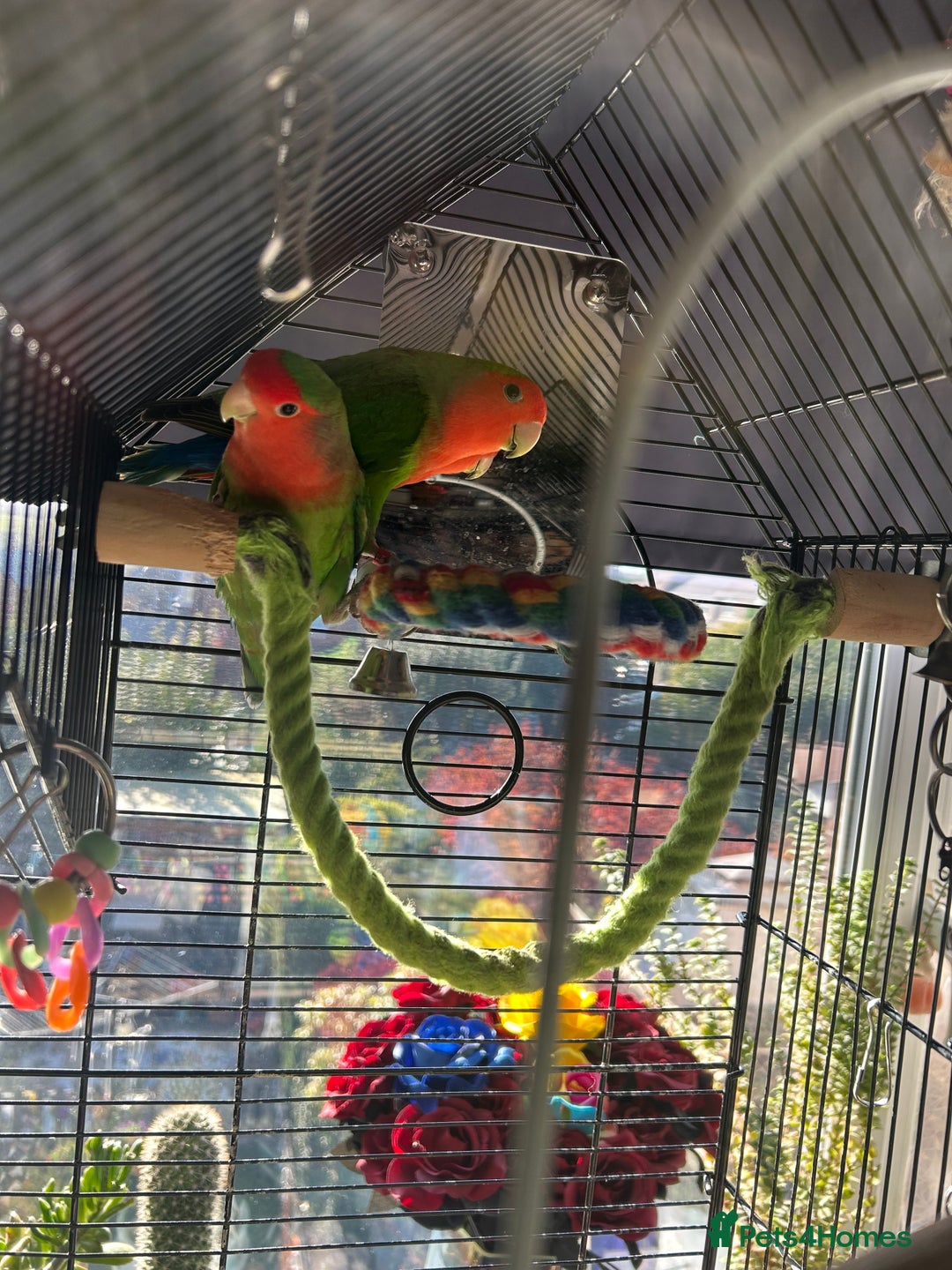 Lovebirds birds for sale: Love birds x2 plus’s cage and accessories - Image 5