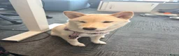 Japanese Shiba Inu dogs for sale: Champion Bloodline Shiba Inu Girl in Edinburgh - Advert 8
