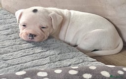 Dorset Olde Tyme Bulldogge dogs for sale: Olde tyme English bulldogs - Image 3