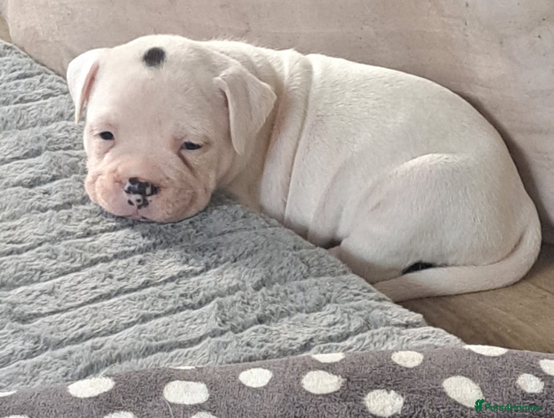 Dorset Olde Tyme Bulldogge dogs for sale: Olde tyme English bulldogs - Image 3