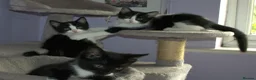 Mixed Breed cats for sale: Ragdoll mix kittens - Advert 3