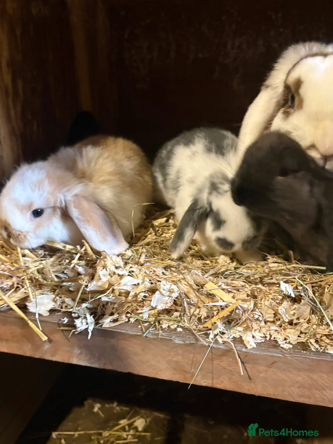 French Lop rabbits for sale: 3 beautiful baby lop boys  in Leeds - Advert 4