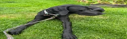 Mixed Breed dogs for sale: Female dog looking for forever home. in Crewe - Advert 8