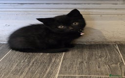 British Shorthair cats for sale: Adorable British kittens. Ready for new home. - Image 11