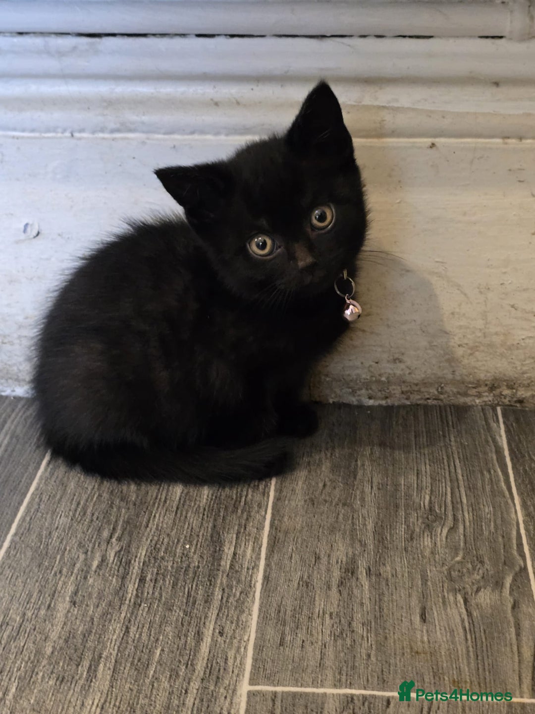 British Shorthair cats for sale: Adorable British kittens. Ready for new home. - Image 11