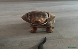 Dachshund dogs for sale: 4 lovely Girl dachshunds Ready to leave! - Image 1