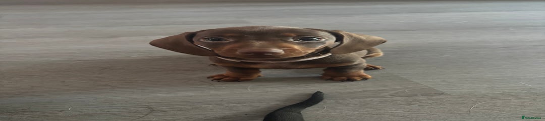 Dachshund Puppy 3