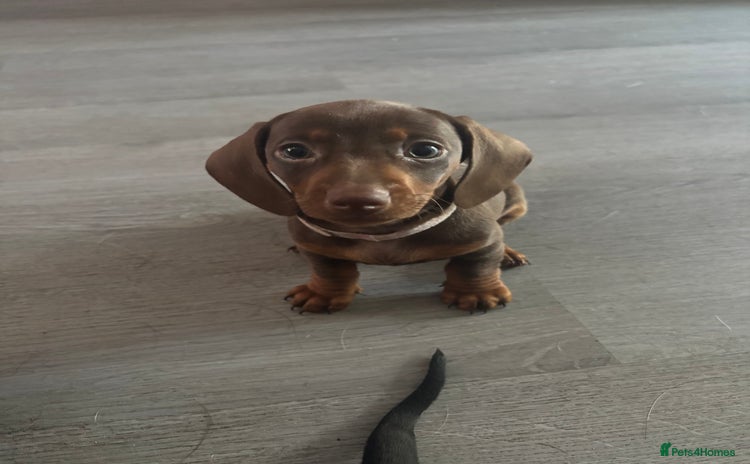 Dachshund dogs - Advert 5