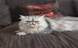 Persian cats for stud: Proven Persian Stud Shelby 💙 - Image 2