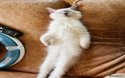 Ragdoll cats for sale: SILKY GCCF PEDIGREE RAGDOLL - Championline  in London - Image 20