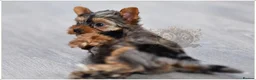 Yorkshire Terrier dogs for sale: MINIATURE BLUE EYE BLUEBERRY MERLE DNA TESTED - Advert 3