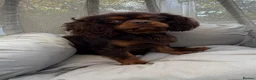 Cavalier King Charles Spaniel dogs for stud: KC REG BROWN & TAN HEALTH TESTED CAV STUD  - Advert 2