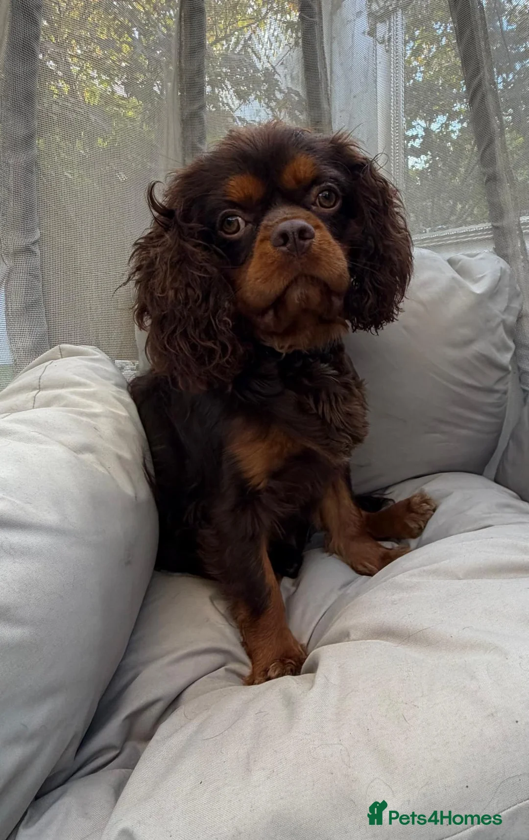 Cavalier King Charles Spaniel dogs for stud: KC REG BROWN & TAN HEALTH TESTED CAV STUD  - Advert 2