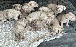 Cane Corso dogs for sale: Cane corso pups  - Image 3